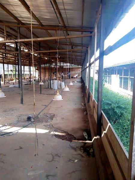 Yaoundé lieu dit Nyom grande opportunité a saisir propriétaire en difficulté liquide une ferme a 50 m du goudron sur une superficie de 2052 m2  BRAD IMMO